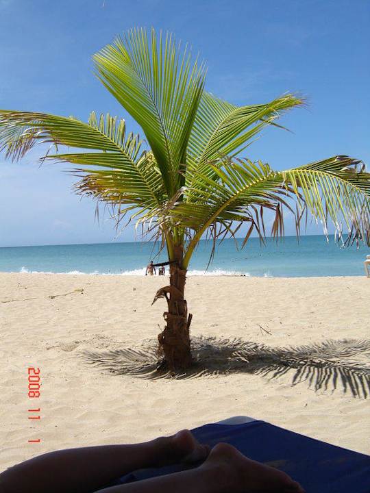 Meine kleine Privat Palme Hotel Costa Caribe Beach