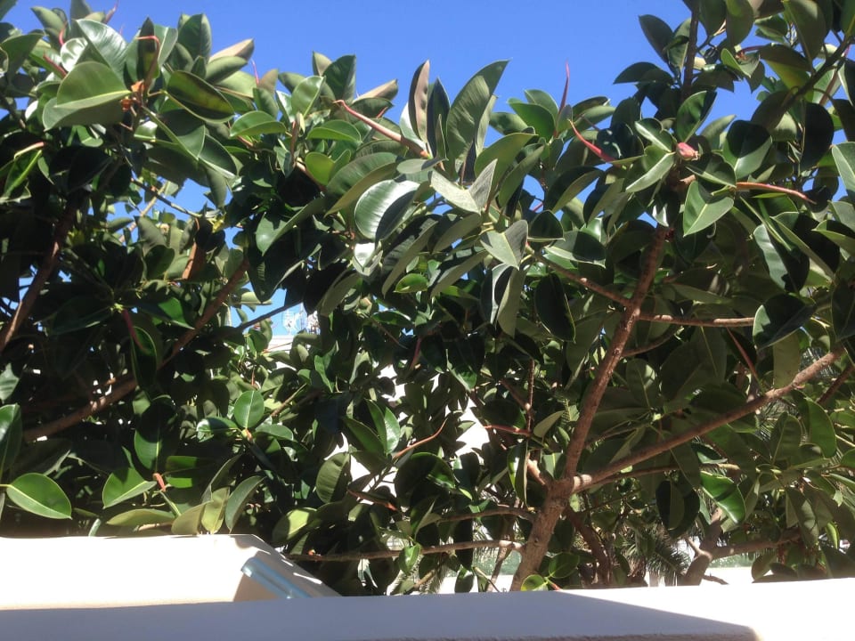 Gummibaumpracht vor dem zimmer Hotel Strogili