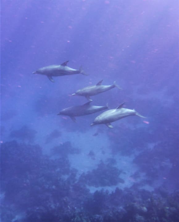 Strand Novotel Marsa Alam Beach Resort