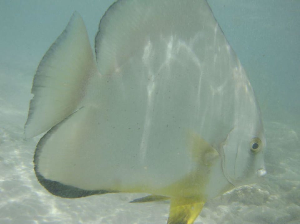Fledermausfisch vor Sister Island Le Domaine de l'Orangeraie