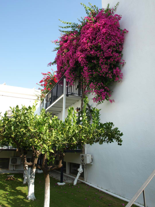 Gartenanlage Hotel Malia Holidays