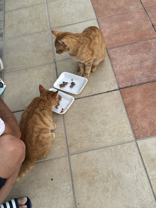 Sonstiges Sunis Kumköy Beach Resort Hotel & Spa