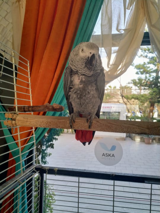 Lobby Aska Hotel Just in Beach