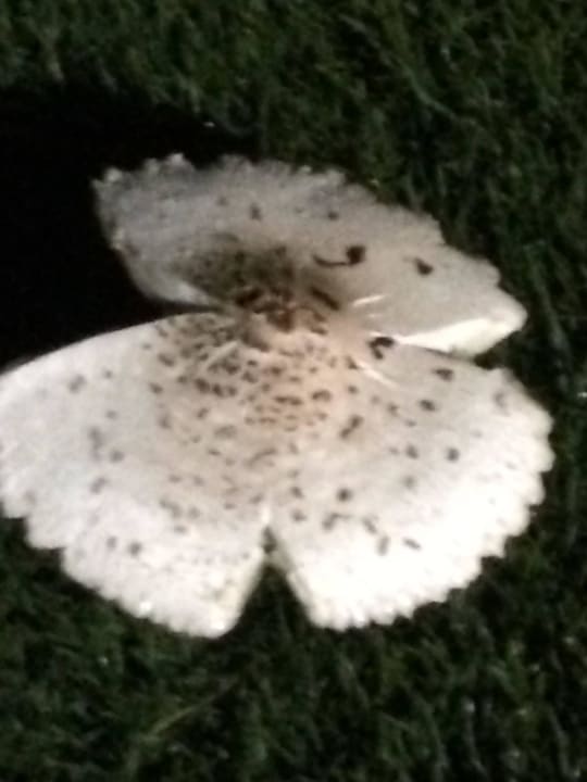 Garden Hilton Marsa Alam Nubian Resort