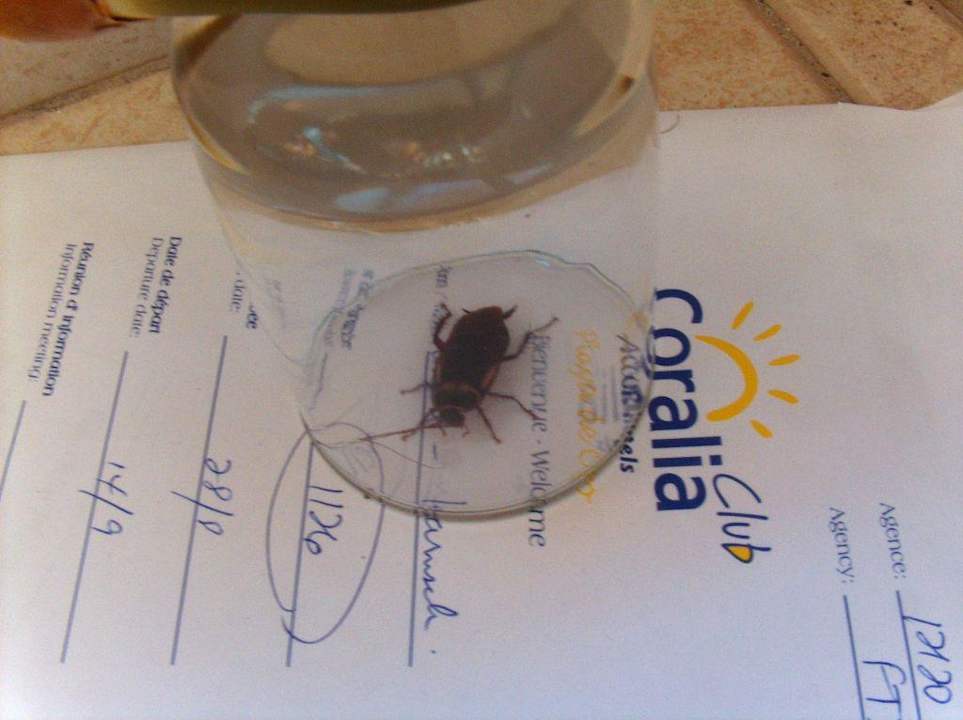 Kakerlake auf dem Zimmer Muthu Playa Varadero