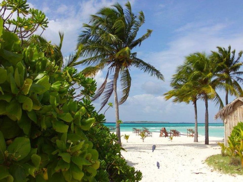 Top Insel ich will zurück Kuredu Island Resort & Spa