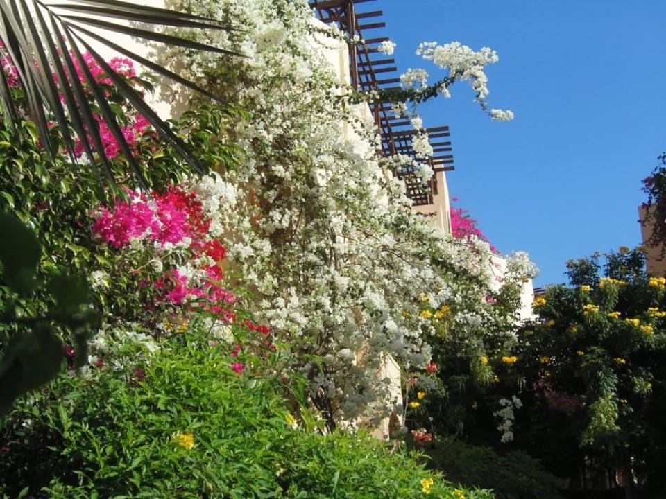 Bougainvillea an den Häusern Steigenberger Coraya Beach - Adults only