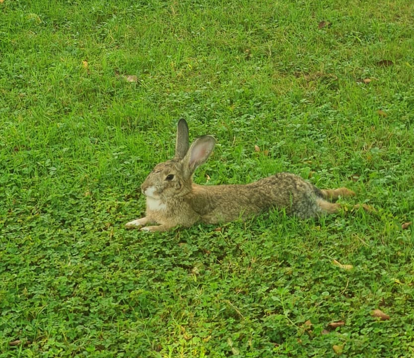 Gartenanlage Labranda Alantur Resort