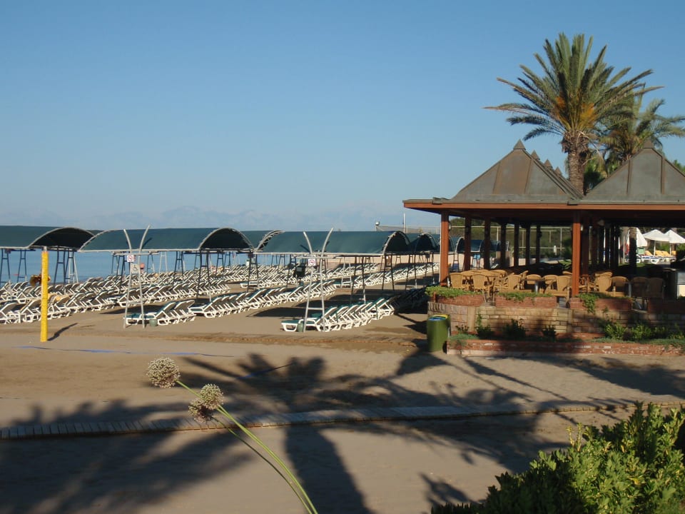 In der Früh ... Papillon Belvil