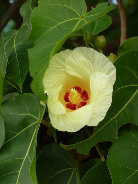 Blüte Kuramathi Maldives