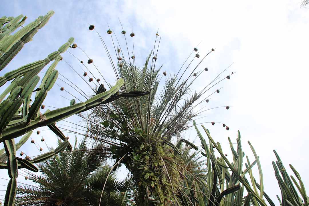 Gartenanlage Lagoon Attitude - Adults only