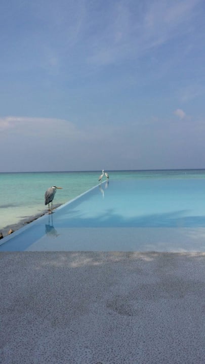 Pool Summer Island Maldives