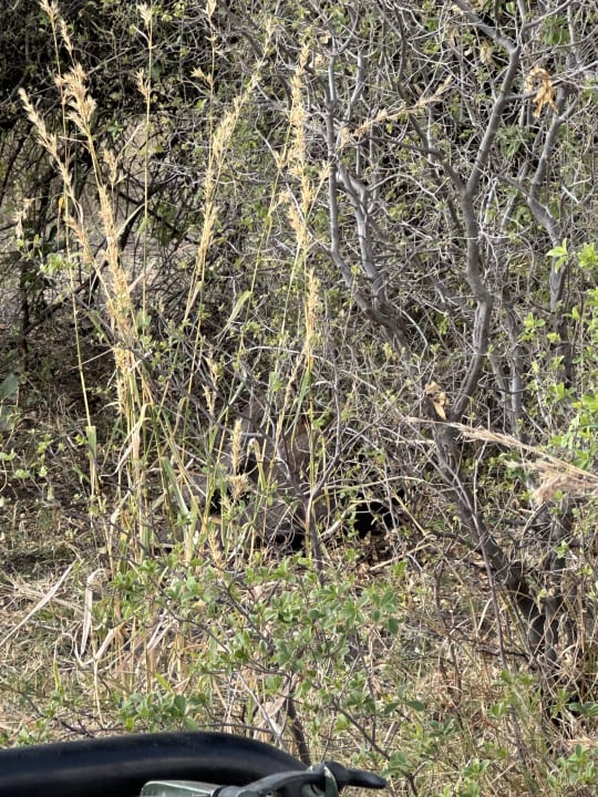 Gartenanlage Nkasa Lupala Tented Lodge