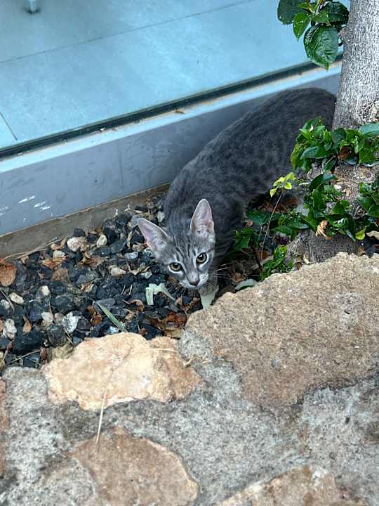 Gastro Lyttos Beach Hotel