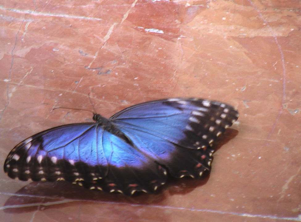 Schmetterling, in der Lobby rumgeflogen Grand Palladium Kantenah Resort & Spa