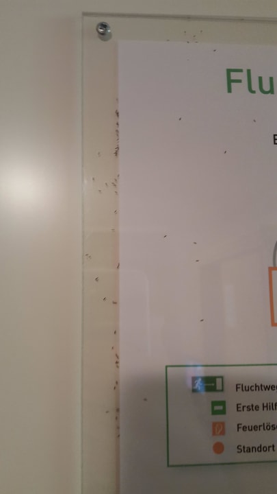 Kleine Fliegen  Landhotel Gasthof Krone