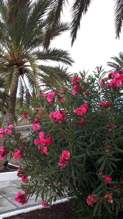 Außenansicht IFA Altamarena by Lopesan Hotels