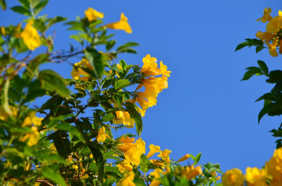 Farbenfrohe Kontraste Lahami Bay Beach Resort