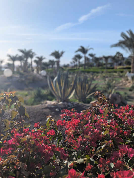 Gartenanlage Fantazia Resort Marsa Alam