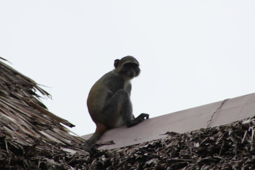 Beobachtungsposten Baobab Beach Resort & Spa