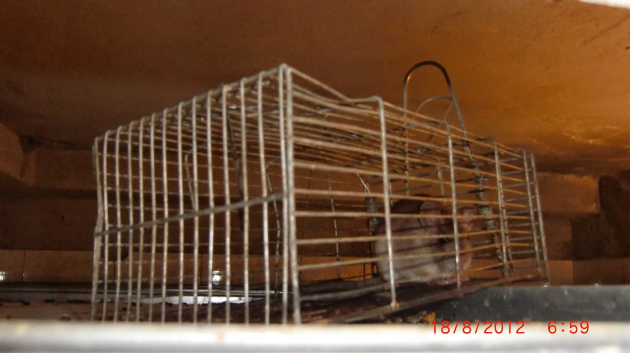 Eine von vielen Ratten Ali Baba Palace Hotel
