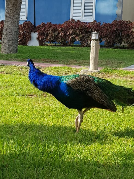 Gartenanlage HL Miraflor Suites Hotel