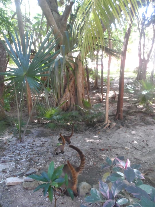 Ogród Hotel Riu Tequila