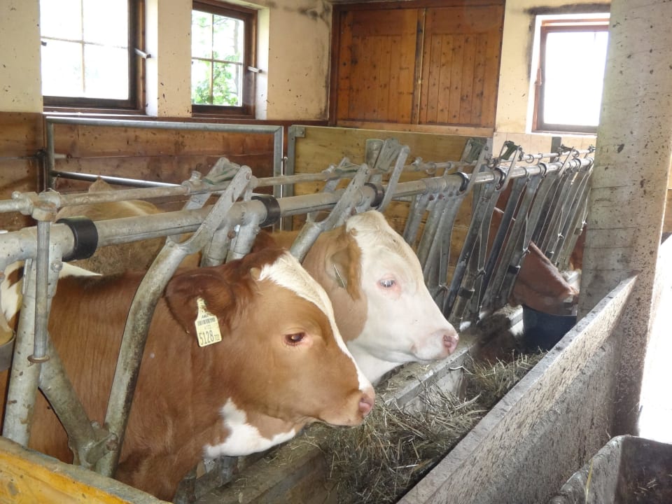 Im Stall Bauernhof Klampererhof