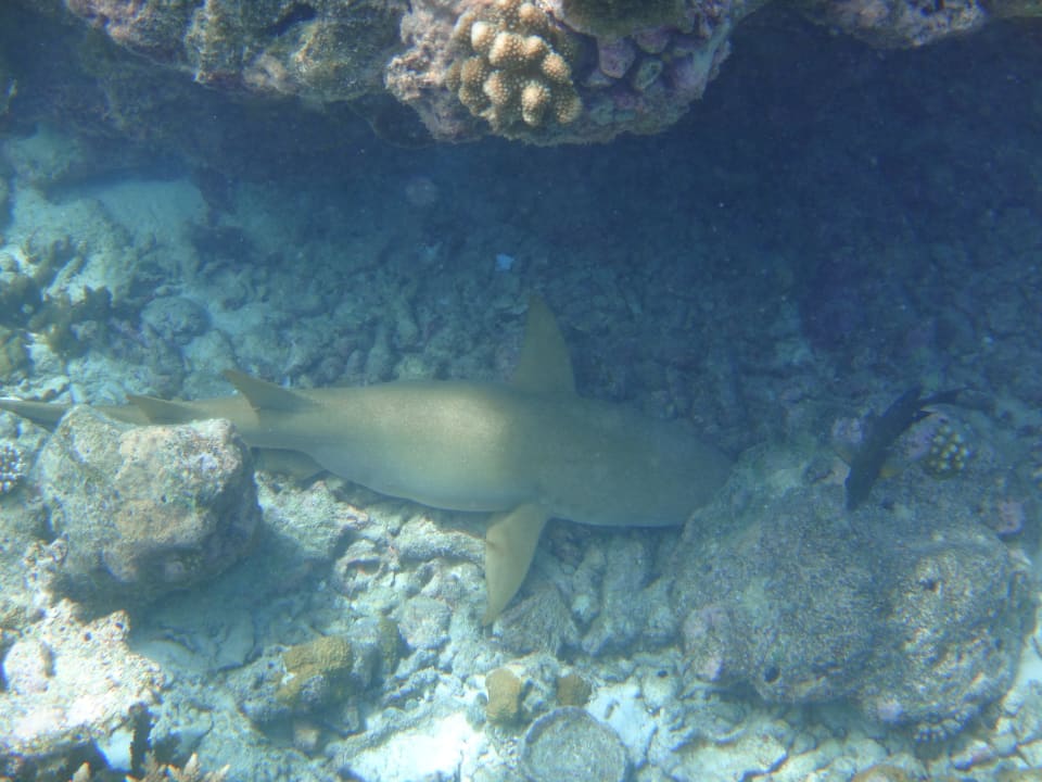 Unterwasserwelt Eri Maldives
