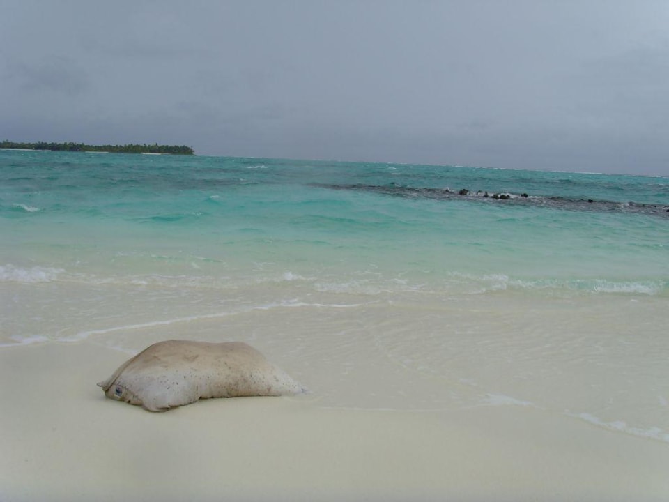 Kissenfisch Summer Island Maldives