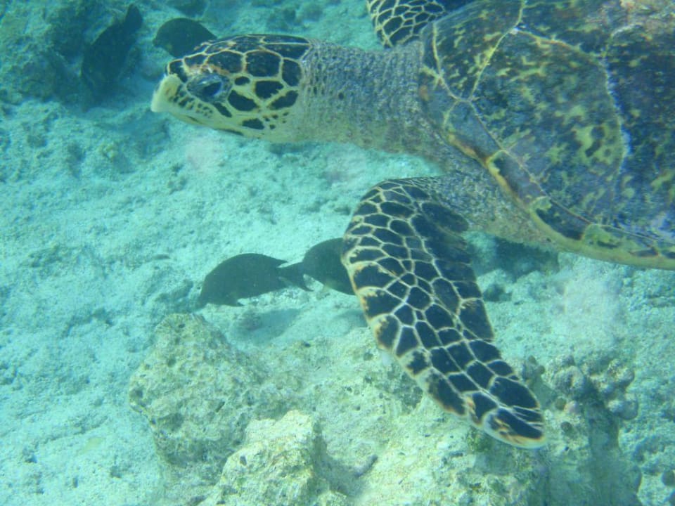 Schildkröte beim Schnorcheln Filitheyo Island Resort