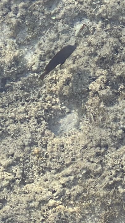 Strand Gravity Hotel & Aquapark Sahl Hasheesh