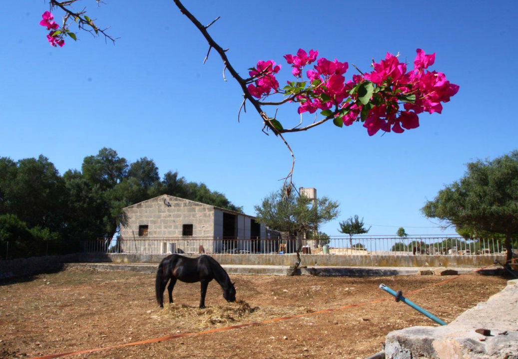 Pferde und Esel nebenan Hotel Sa Galera