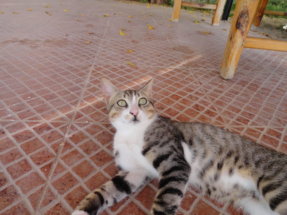 Местные Барсики Stella Garden Resort & Spa, Makadi Bay