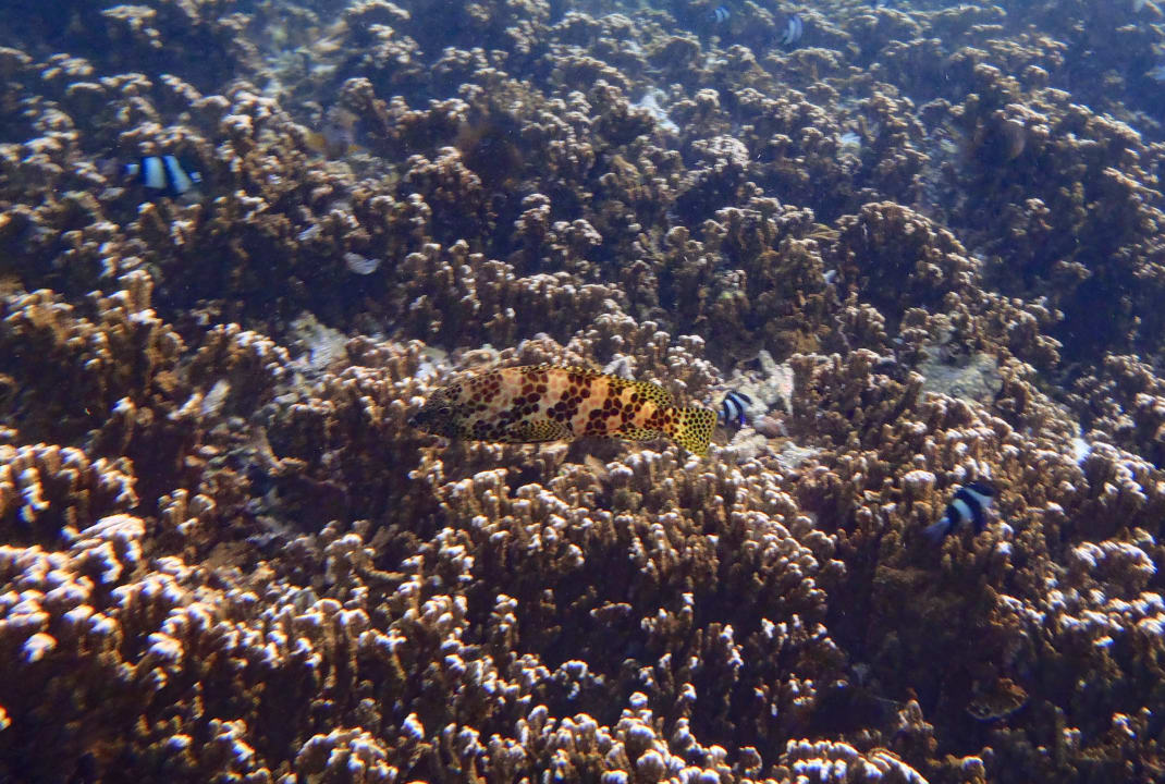 Strand Shandrani Beachcomber Resort & Spa