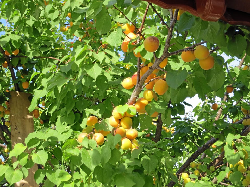 Mirabellenbaum im Garten Hotel Truva