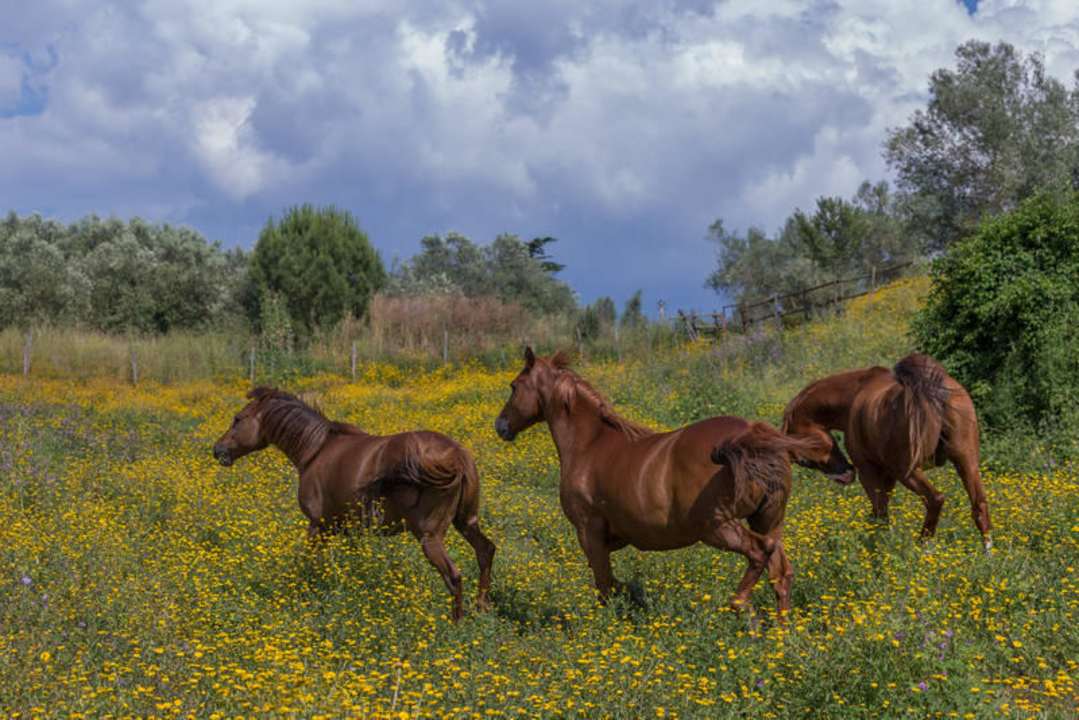I nostri cavalli Casa Caponetti