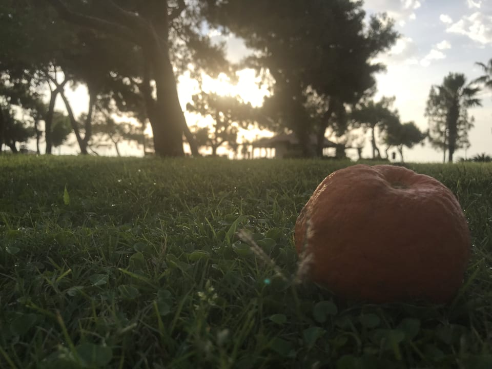 Gartenanlage TUI MAGIC LIFE Beldibi +16