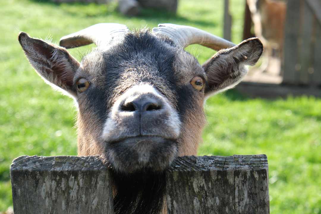 Gartenanlage Ferienhof Schwehr