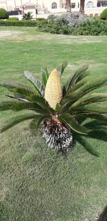 Gartenanlage Cleopatra Luxury Resort Makadi Bay