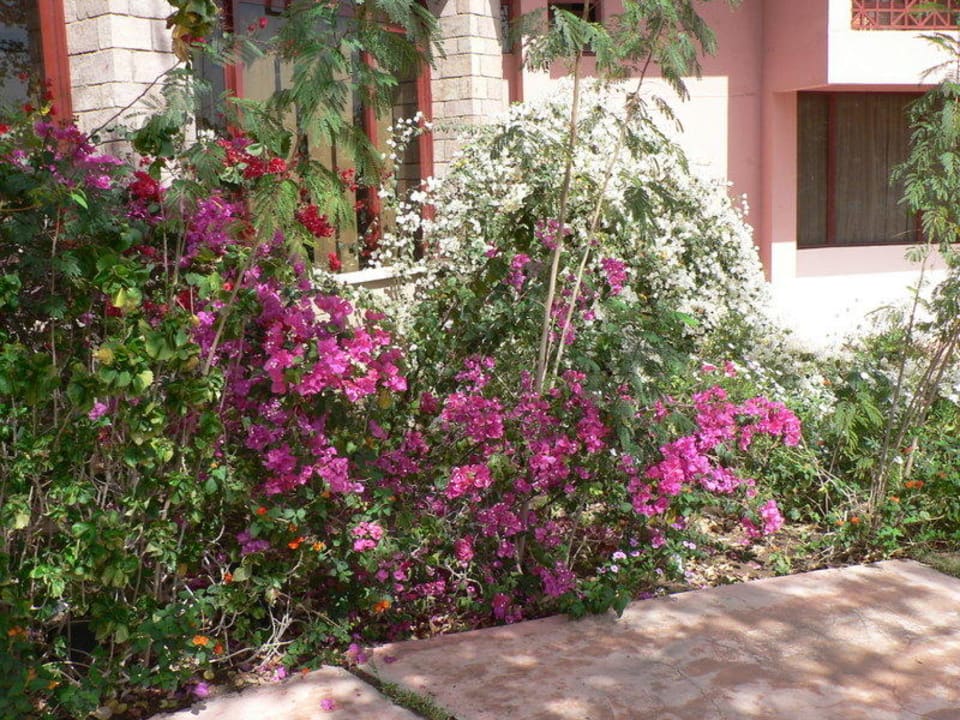 Nice garden Pyramisa Island Hotel Aswan