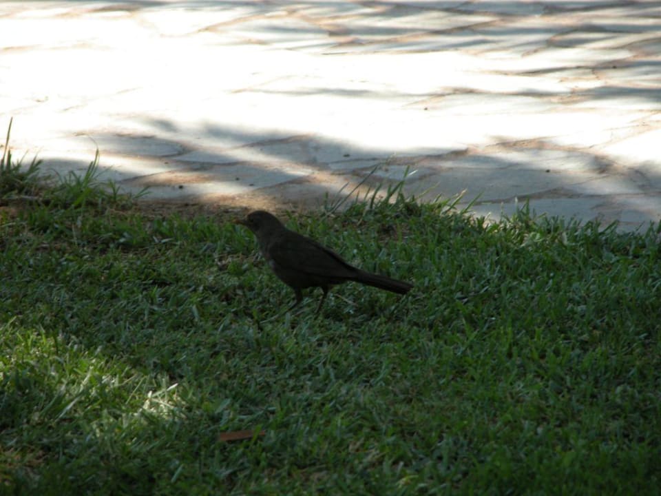 Hotel Club Calimera Sirens Beach Calimera Sirens Beach