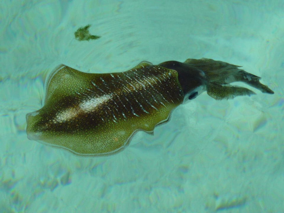 Tintenfisch Summer Island Maldives