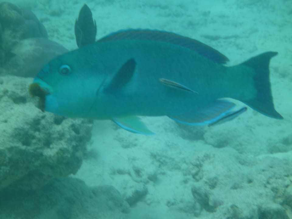 Fischvielfalt Adaaran Select Meedhupparu Island Resort - Premium All Inclusive