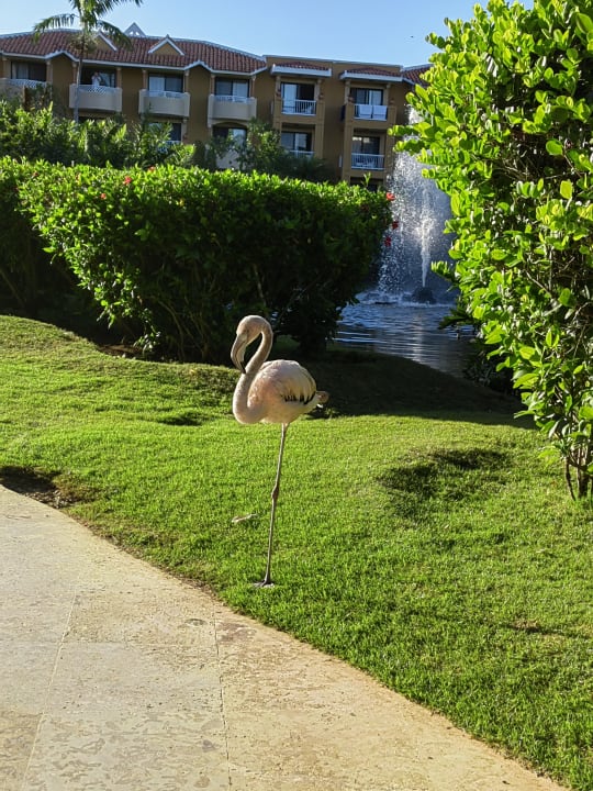 Gartenanlage Hotel Viva Dominicus Beach by Wyndham - All Inclusive Resort