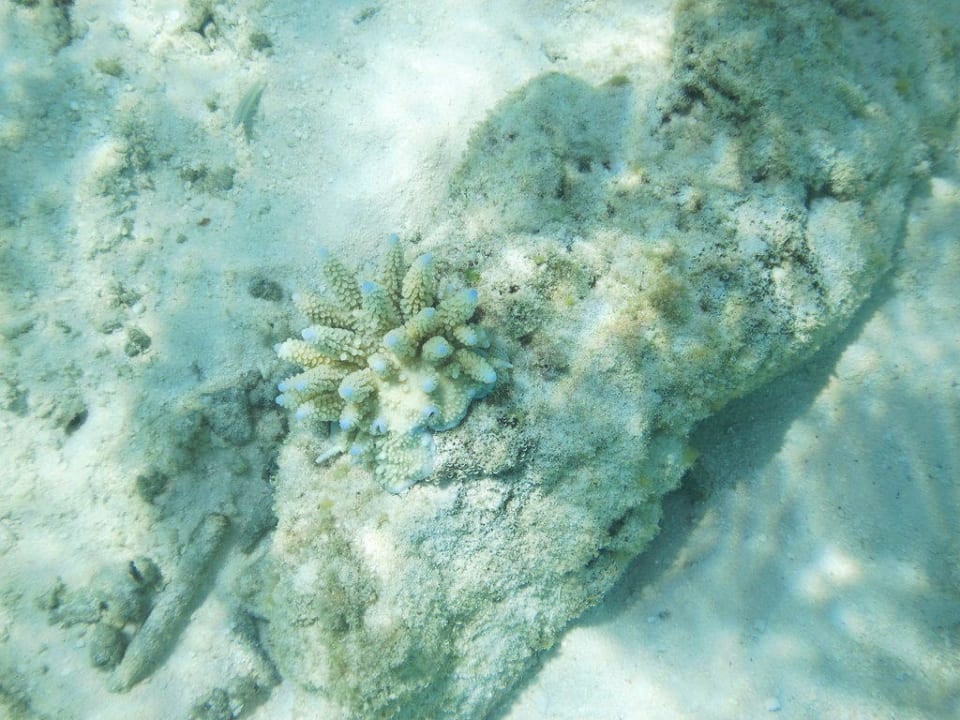Schnorcheln Villa Park Sun Island