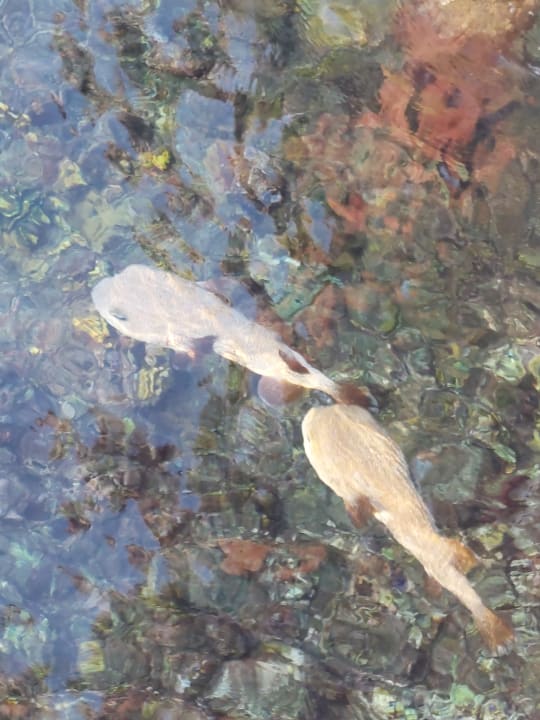 Strand Three Corners Happy Life Beach Resort