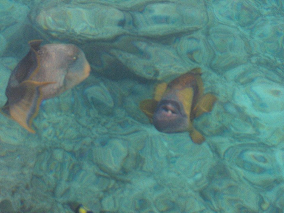 Superklares Wasser - fotografiert vom Steg Summer Island Maldives