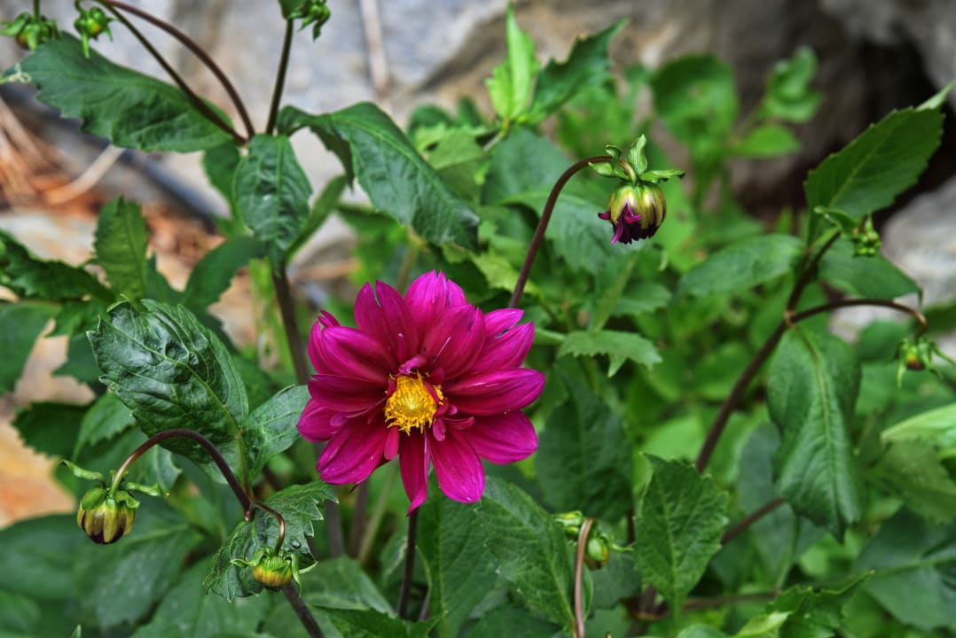 Gartenanlage Residence Pension Blumenthalerhof
