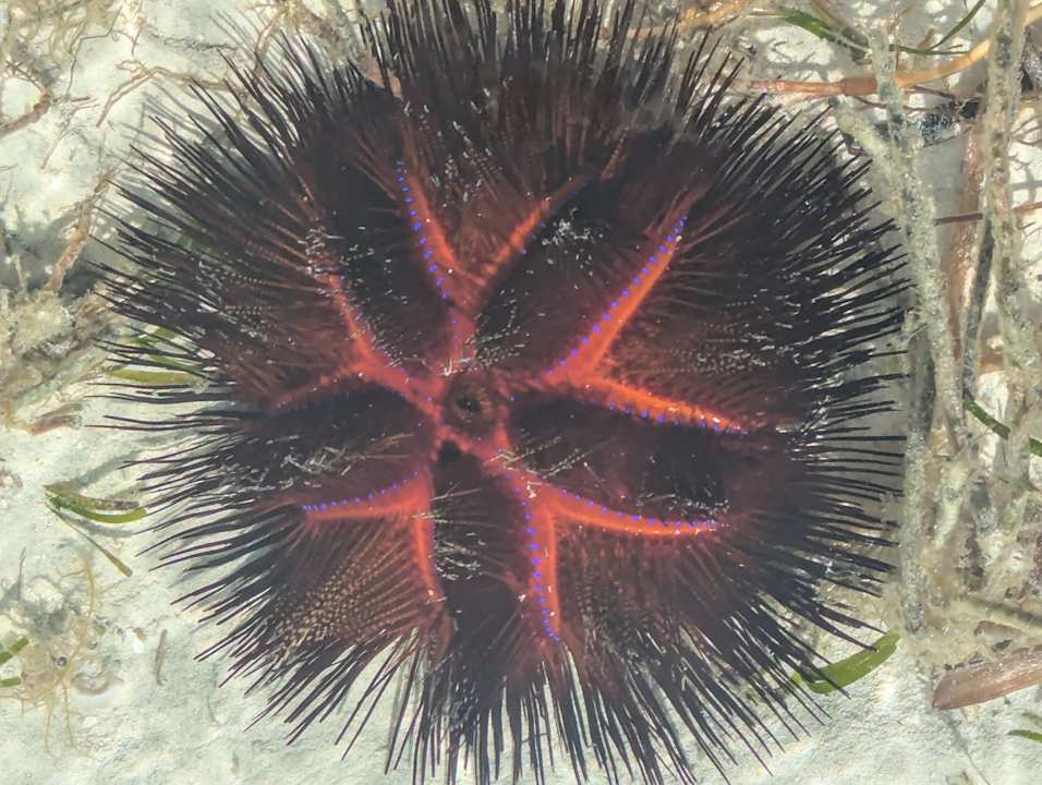 Sonstiges Neptune Paradise Beach Resort & Spa